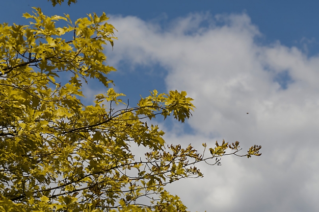 Jardin des Impressionnistes-120